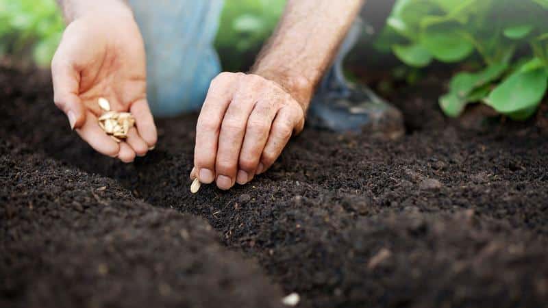 How to grow a large pumpkin at your dacha in open ground: step-by-step instructions and secrets of experienced agronomists