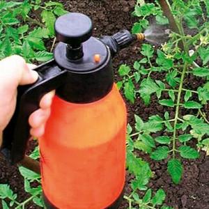 How to identify tomato septoria and get rid of it: effective remedies and traditional methods of treatment