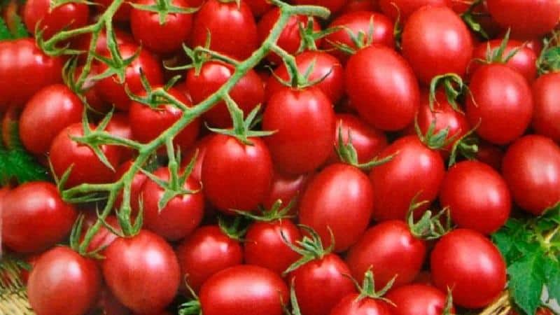 A bright and tasty decoration for garden beds - tomato Cranberry in sugar