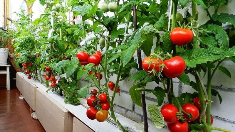 A bright and tasty decoration for garden beds - tomato Cranberry in sugar