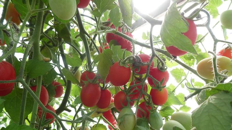 A bright and tasty decoration for garden beds - tomato Cranberry in sugar