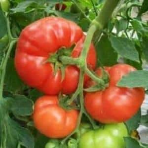 Large and easy-to-care tomato Family f1: grow it yourself, avoiding mistakes