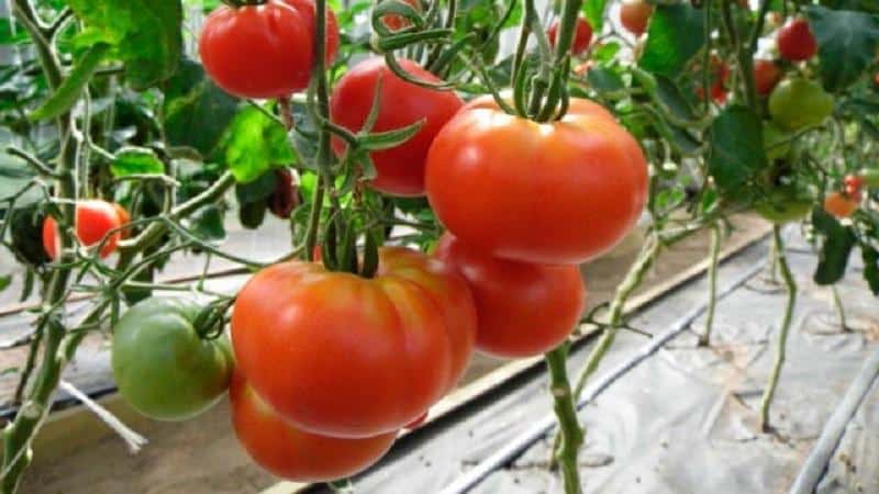 Large and easy-to-care tomato Family f1: grow it yourself, avoiding mistakes