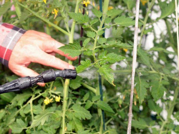 Treating and preventing tomato diseases: how to treat tomatoes with Bordeaux mixture - step-by-step instructions for beginners