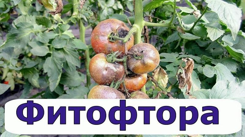 We treat a popular tomato disease easily and quickly: boric acid against late blight on tomatoes