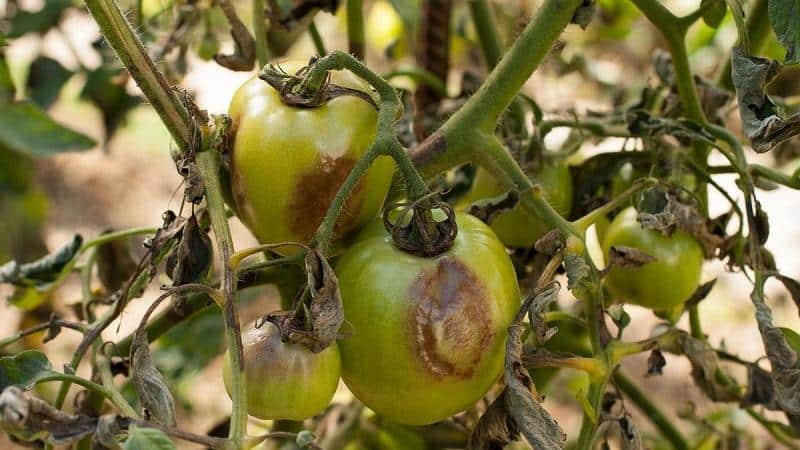 We treat a popular tomato disease easily and quickly: boric acid against late blight on tomatoes