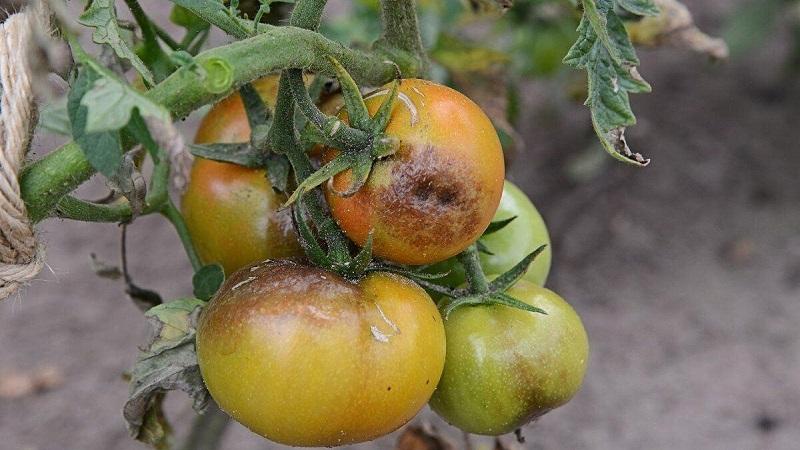We treat a popular tomato disease easily and quickly: boric acid against late blight on tomatoes