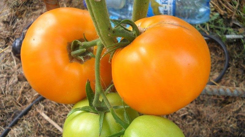 The best varieties of yellow tomatoes for the greenhouse: getting to know the brightest representatives and choosing the right type