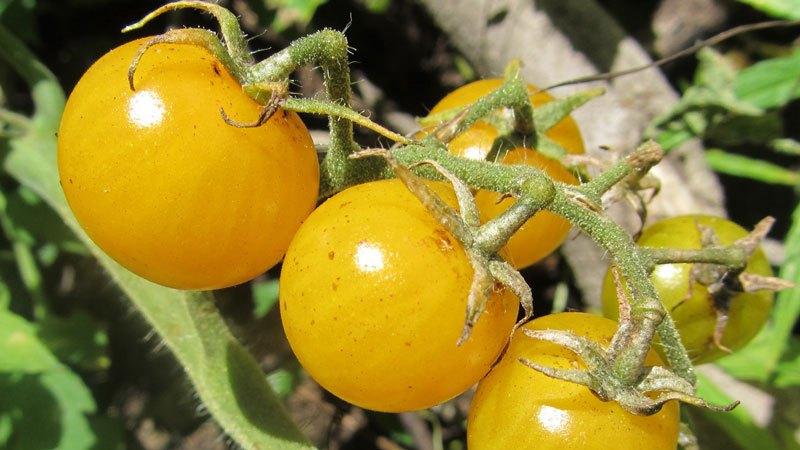 The best varieties of yellow tomatoes for the greenhouse: getting to know the brightest representatives and choosing the right type