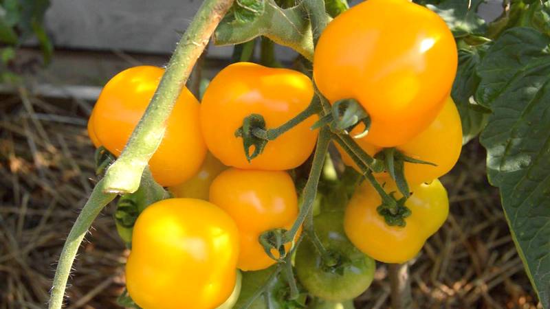 The best varieties of yellow tomatoes for the greenhouse: getting to know the brightest representatives and choosing the right type
