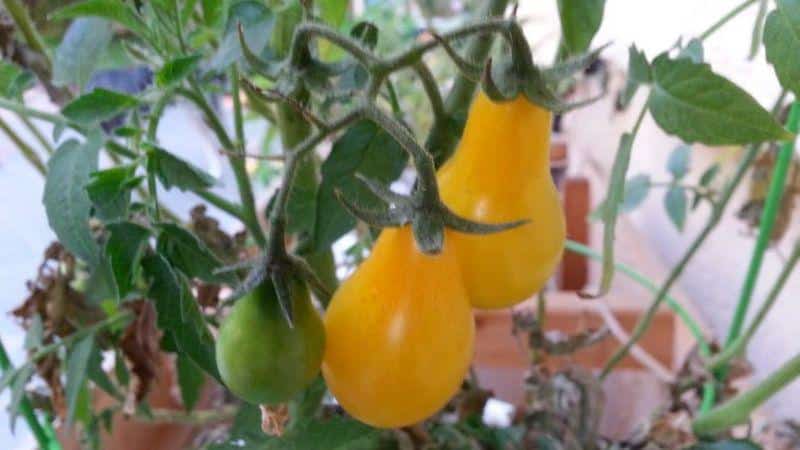 The best varieties of yellow tomatoes for the greenhouse: getting to know the brightest representatives and choosing the right type