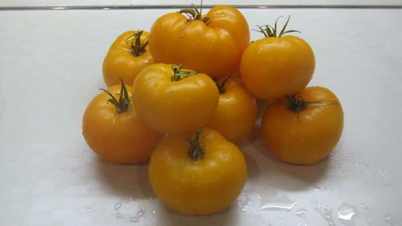 The best varieties of yellow tomatoes for the greenhouse: getting to know the brightest representatives and choosing the right type