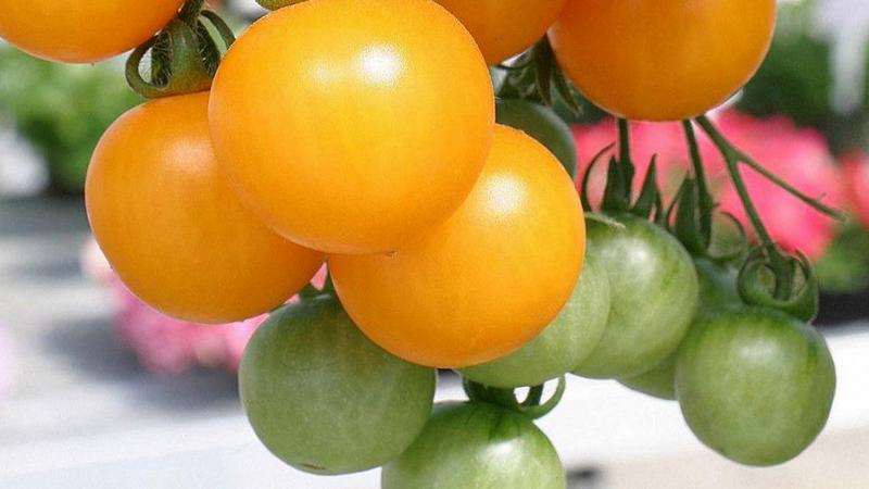 The best varieties of yellow tomatoes for the greenhouse: getting to know the brightest representatives and choosing the right type