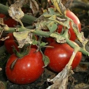 What macrosporiosis of tomatoes looks like and why summer residents are so afraid of it: get to know the enemy better and defeat