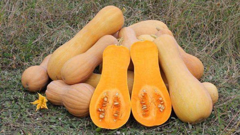 Fragrant nutmeg pumpkin variety Zhemchuzhina: why it’s good and why it’s worth growing on your property