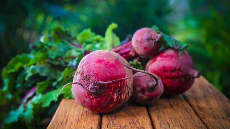 Not a waste, but a source of vitamins: what are the benefits of beet tops and how they can be used