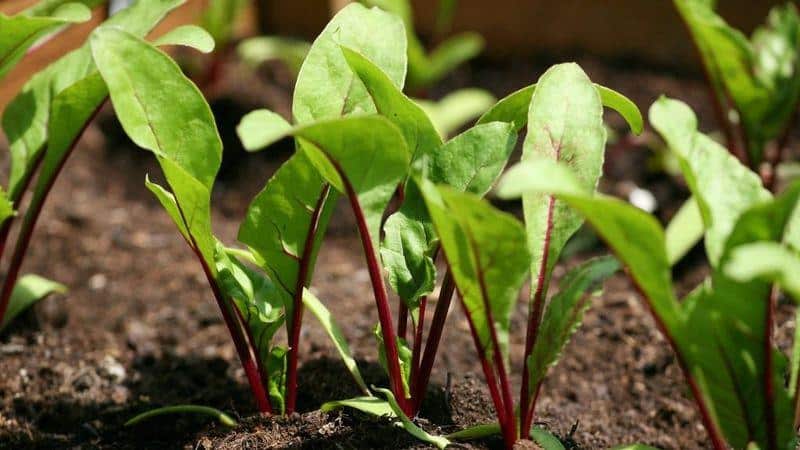 Not a waste, but a source of vitamins: what are the benefits of beet tops and how they can be used