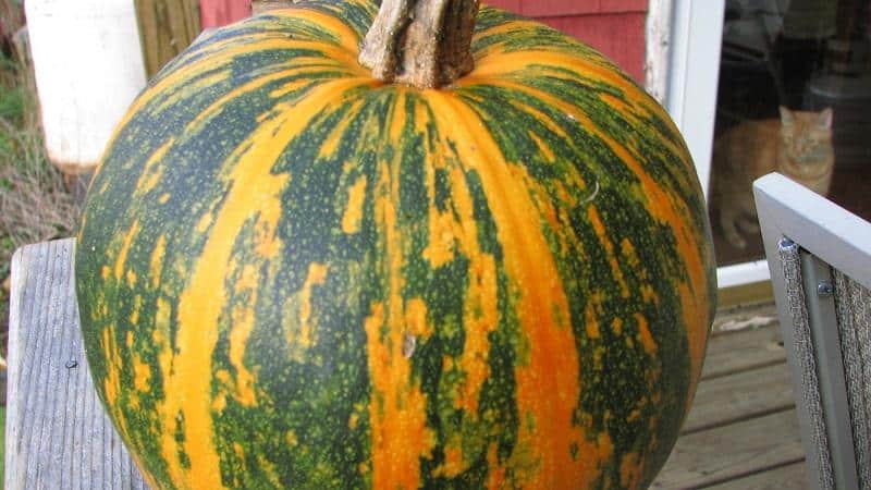 Features of growing gymnosperm pumpkin and what seeds you should pay attention to