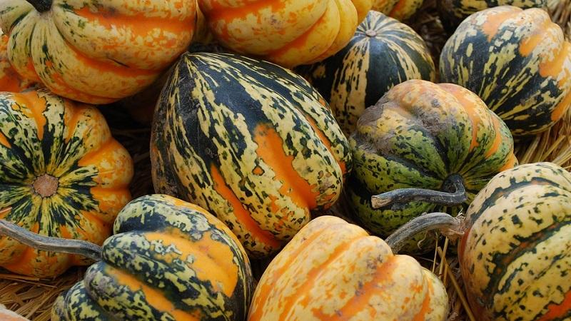 Features of growing gymnosperm pumpkin and what seeds you should pay attention to