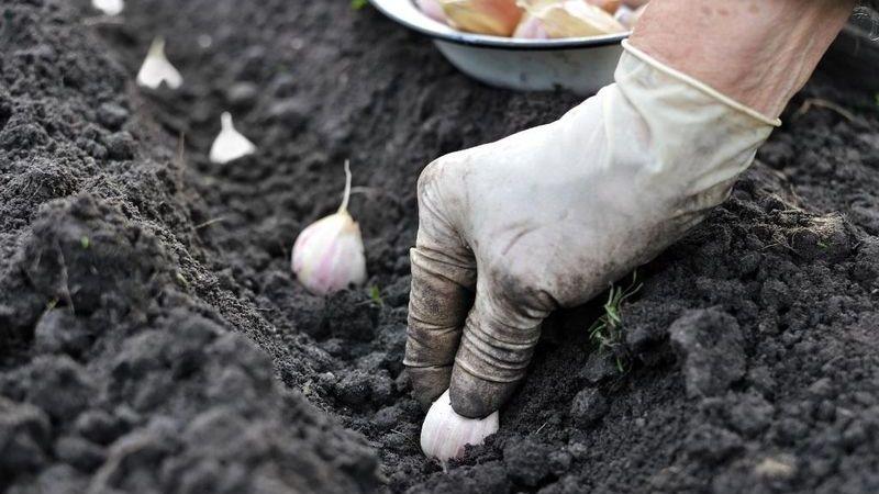 We adopt the wisdom of experienced gardeners - after what to plant garlic before winter and what predecessors can cause harm