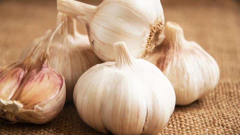 We adopt the wisdom of experienced gardeners - after what to plant garlic before winter and what predecessors can cause harm