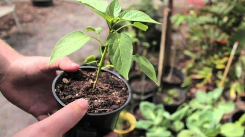 Why peppers don’t bloom in a greenhouse: we determine the cause of the problem and get rid of it