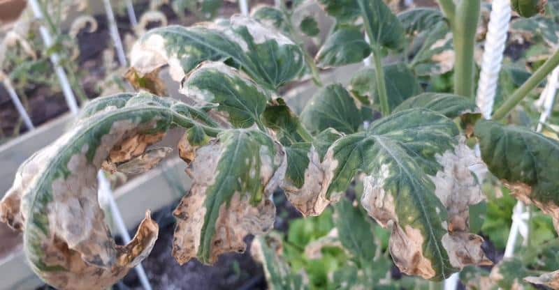 Why do light spots appear on tomato leaves: determine the cause and save your harvest