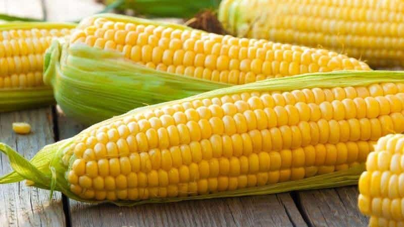 The benefits and harms of canned corn: choosing and eating the product correctly
