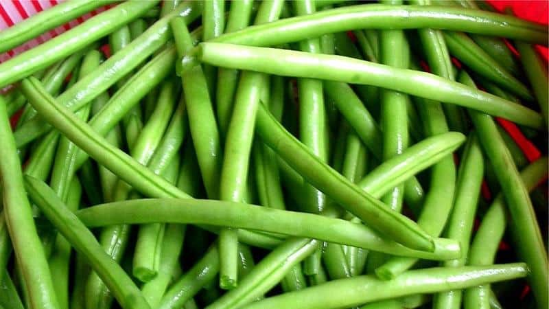 The benefits of bean pods: how to properly collect, prepare and make a healing drink