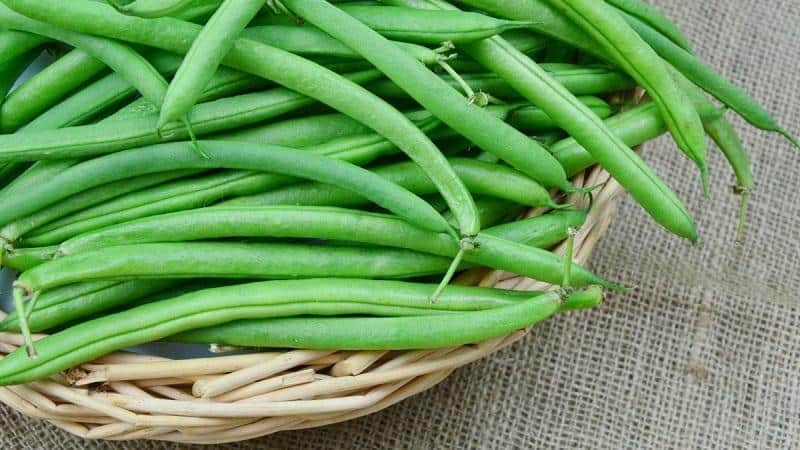 The benefits of bean pods: how to properly collect, prepare and make a healing drink