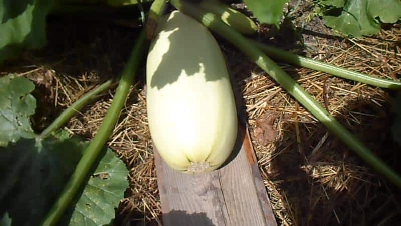 Proper cultivation of zucchini and care in open ground: secrets of agricultural technology for obtaining an excellent harvest