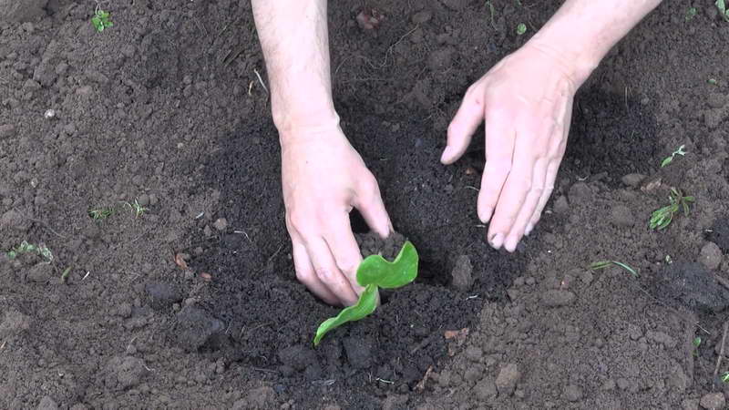 Proper cultivation of zucchini and care in open ground: secrets of agricultural technology for obtaining an excellent harvest