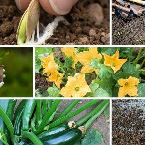 Proper cultivation of zucchini and care in open ground: secrets of agricultural technology for obtaining an excellent harvest