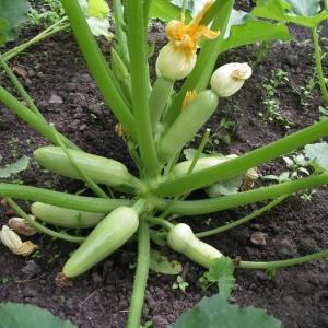 Proper cultivation of zucchini and care in open ground: secrets of agricultural technology for obtaining an excellent harvest
