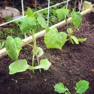 Proper cultivation of zucchini and care in open ground: secrets of agricultural technology for obtaining an excellent harvest