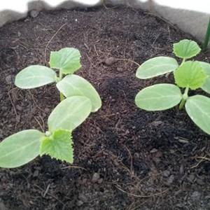 Proper cultivation of zucchini and care in open ground: secrets of agricultural technology for obtaining an excellent harvest
