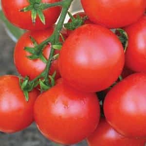 Advantages and disadvantages of the Tsunami tomato, characteristics of the fruit and subtleties of cultivation