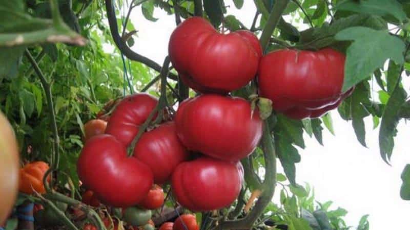 Advantages and secrets of growing mid-season tomato Korneevsky, resistant to diseases and pests
