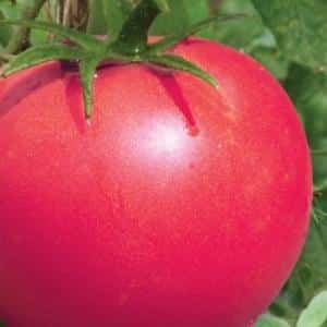 Advantages and secrets of growing mid-season tomato Korneevsky, resistant to diseases and pests