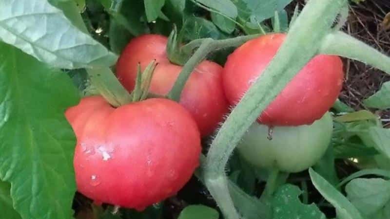 Advantages and secrets of growing mid-season tomato Korneevsky, resistant to diseases and pests