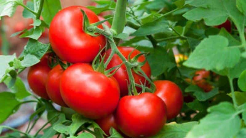 Time-tested and beloved by many summer residents, the Dubrava tomato: what’s good and why it’s worth growing it