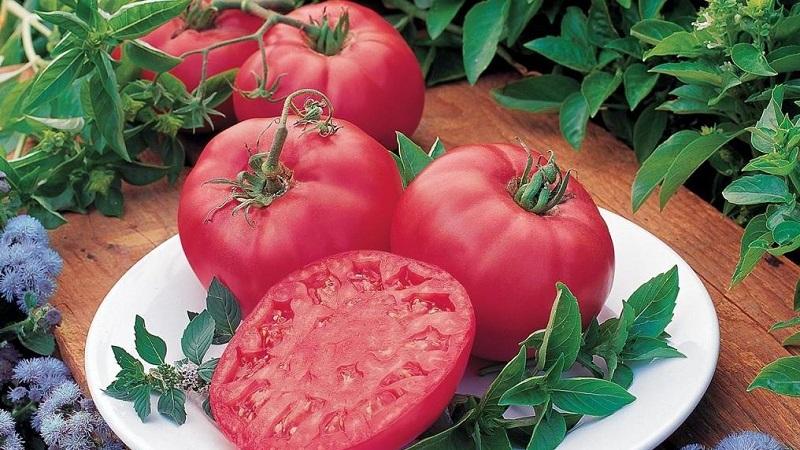 An early ripening variety that you will definitely like - Pink Dream tomato