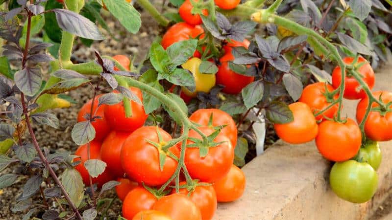 Early varieties of tomatoes for greenhouses: rating of the best and recommendations for selection