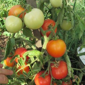 Early varieties of tomatoes for greenhouses: rating of the best and recommendations for selection