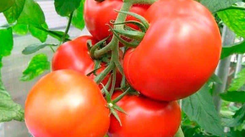 Early varieties of tomatoes for greenhouses: rating of the best and recommendations for selection