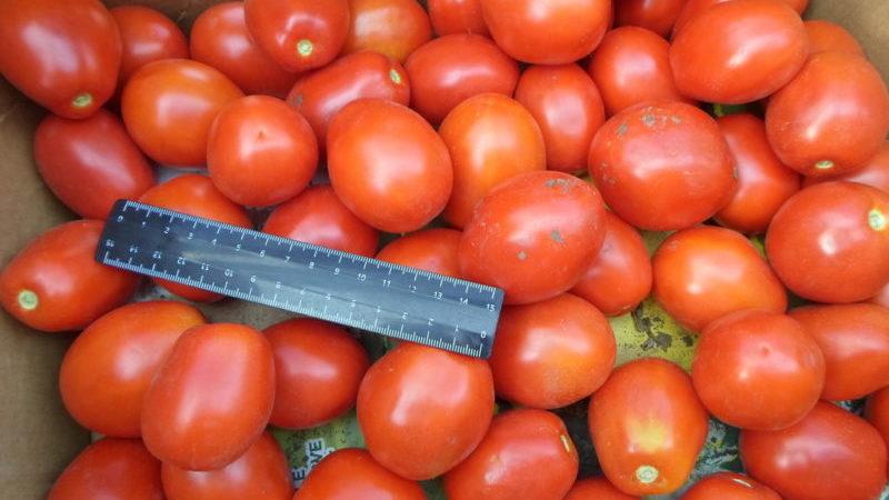Early varieties of tomatoes for greenhouses: rating of the best and recommendations for selection