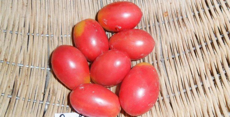 Early varieties of tomatoes for greenhouses: rating of the best and recommendations for selection