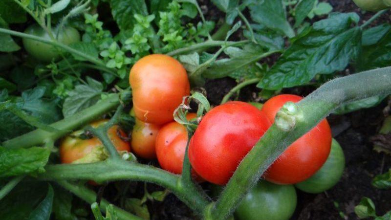 Early varieties of tomatoes for greenhouses: rating of the best and recommendations for selection