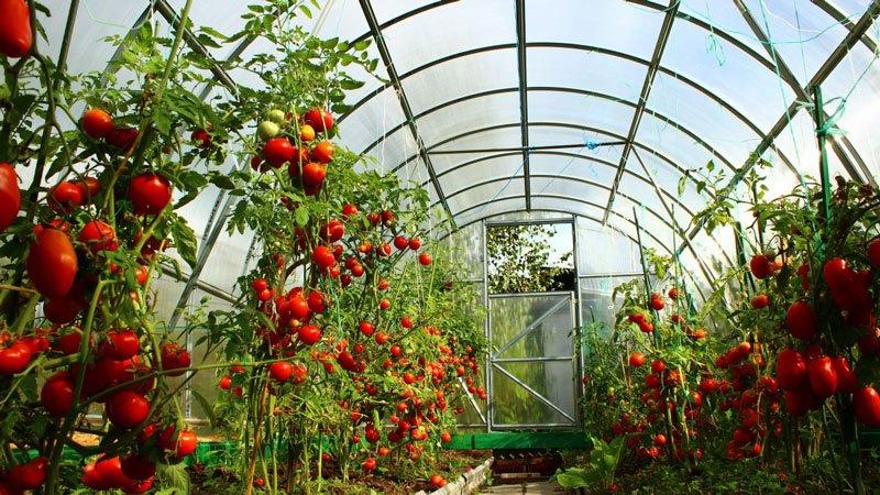 Early varieties of tomatoes for greenhouses: rating of the best and recommendations for selection