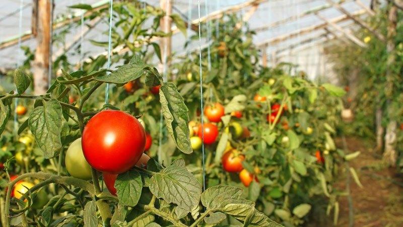Early varieties of tomatoes for greenhouses: rating of the best and recommendations for selection